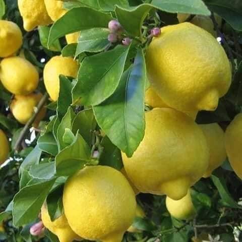نهال-هاى-تجارتى-ليمو