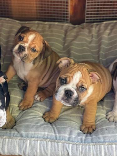 english bull dog available for sale