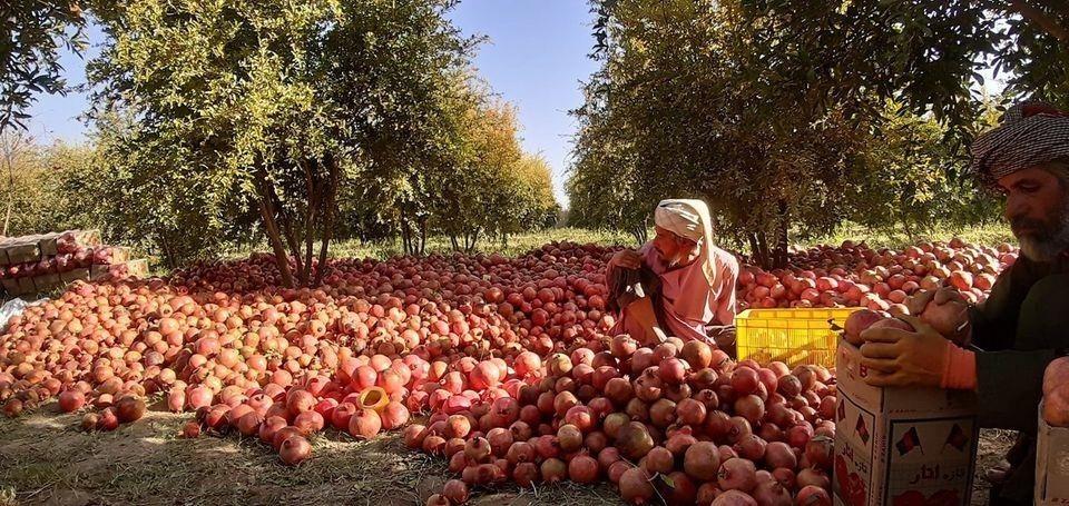 -د-انارو-لپاره-جاپاني-کودونه-