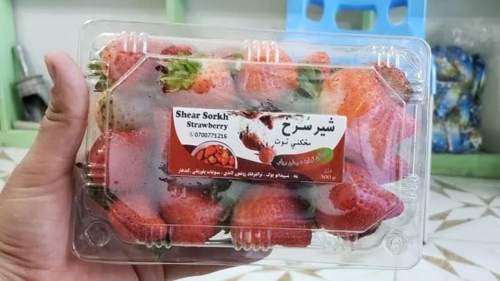 مځکني-توت