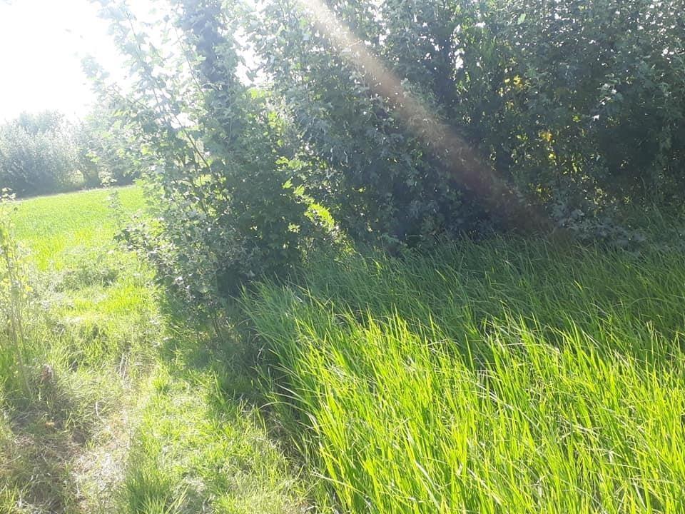 فروش-زمین-زراعتی
