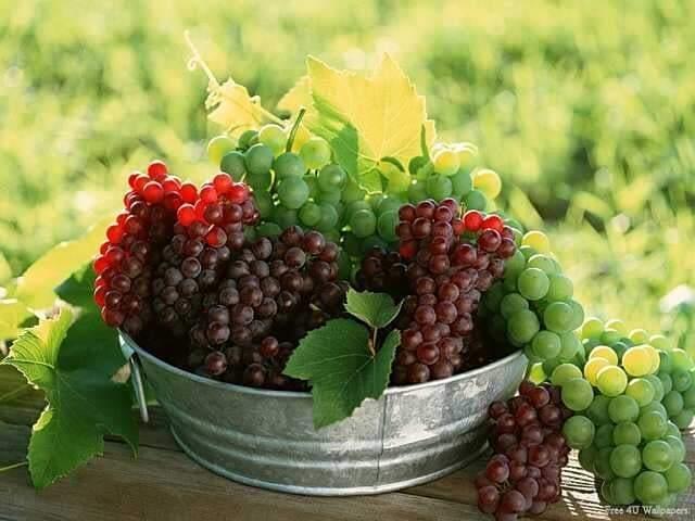 شع راغلاست