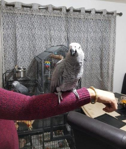 African Grey Parrots male and female