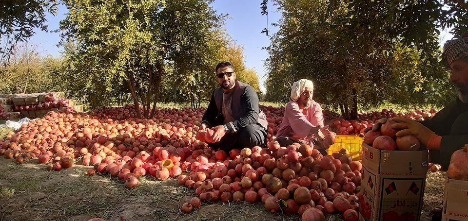 -د-انارو-لپاره-جاپاني-کودونه-