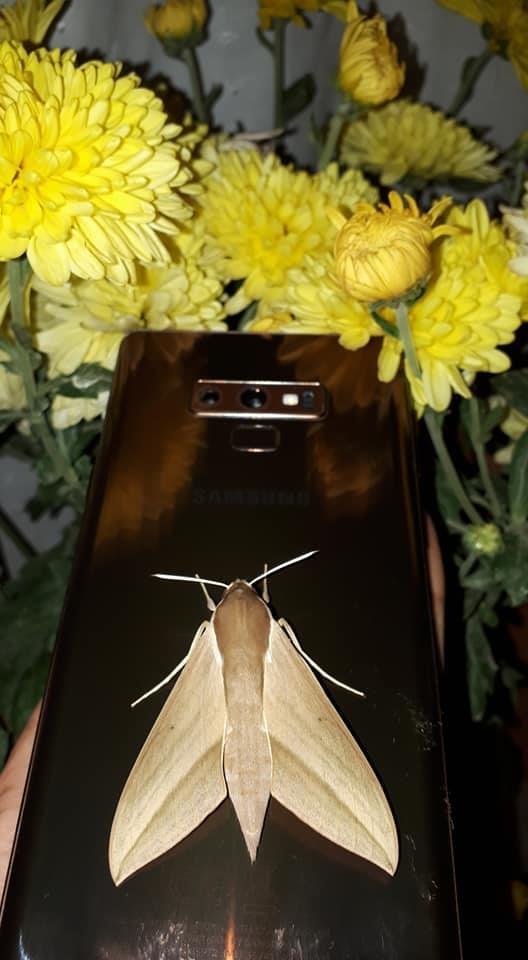 GALAXY-NOTE-9-DOT