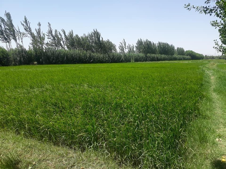 فروش-زمین-زراعتی