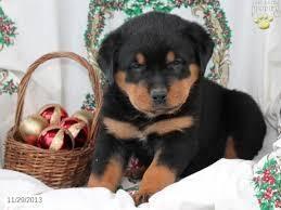 د-پلور-لپاره-Rottweiler-Puppies