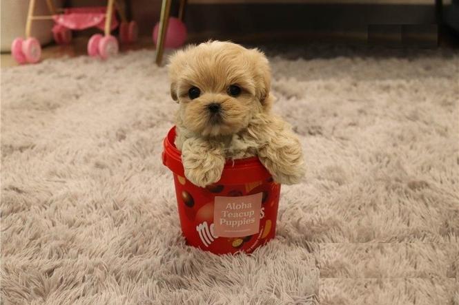 الجراء Maltipoo رائعتين للبيع