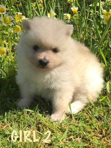 توله سگ های Pomeranian زیبا برای فروش
