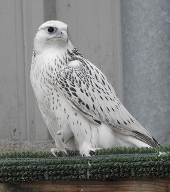 2018 falcons for sale
