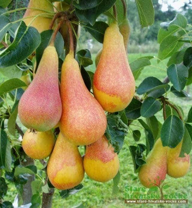نهال-هاى-تجارتى-ناک