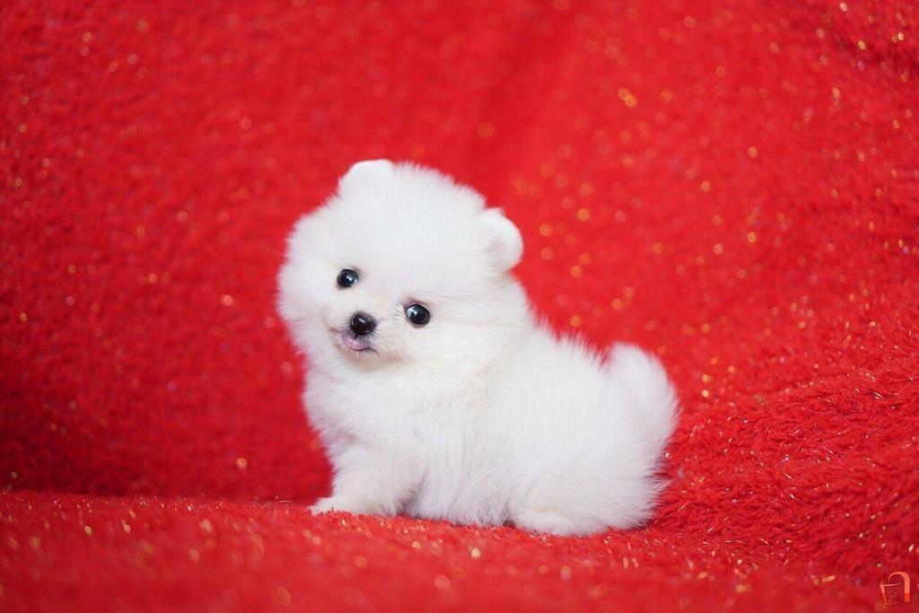 Ad Pure White Pomeranian Bear Teacup Puppies Pu For sale