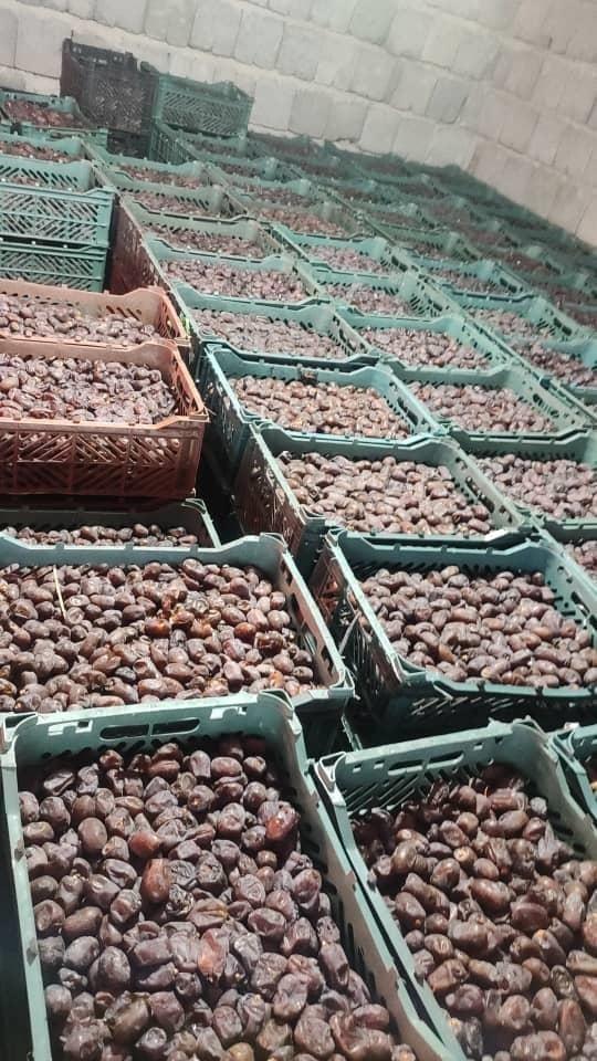 فروش-عمده-خرما