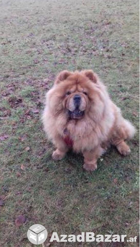 Chow-Chow-dog