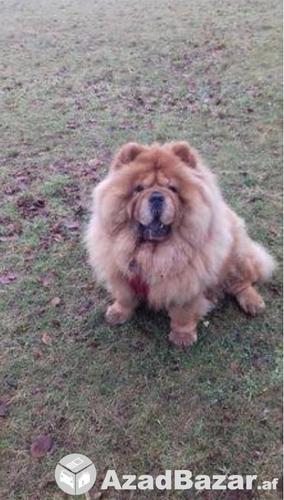 Chow Chow dog