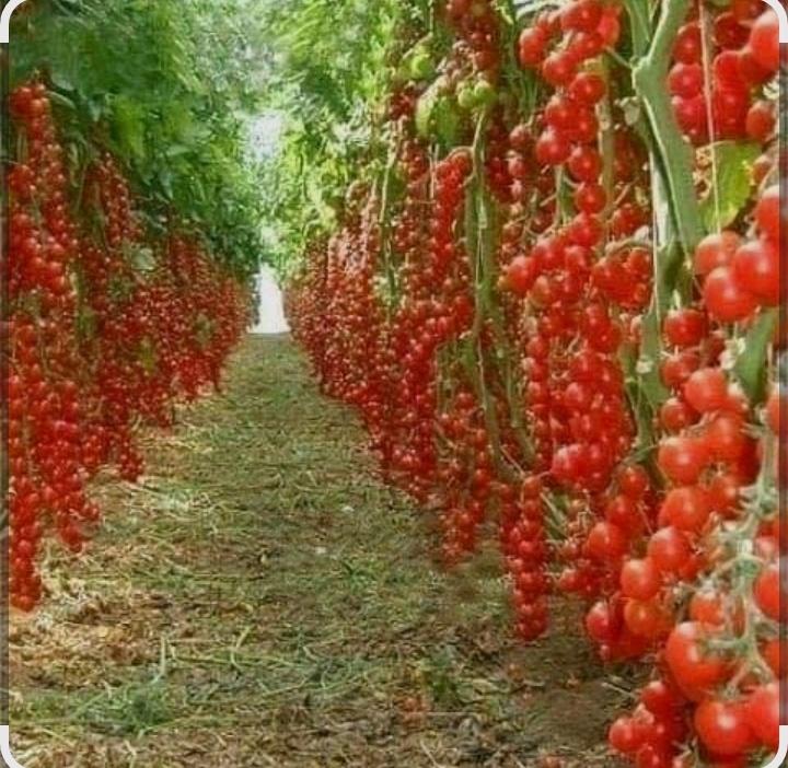 خرید-از-کشاورزان-پروش-بر-تجاران