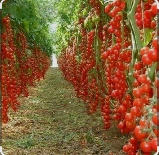 خرید از کشاورزان پروش بر تجاران