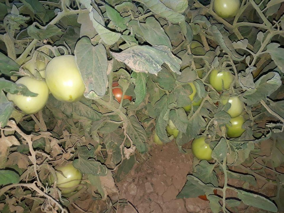 فروش-زمین-زراعتی