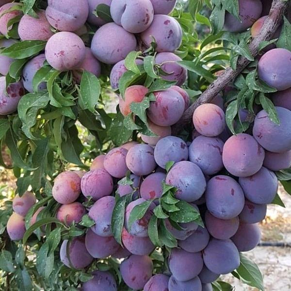فروش-انواع-نهال-های-درجه-یک-و-تضمینی