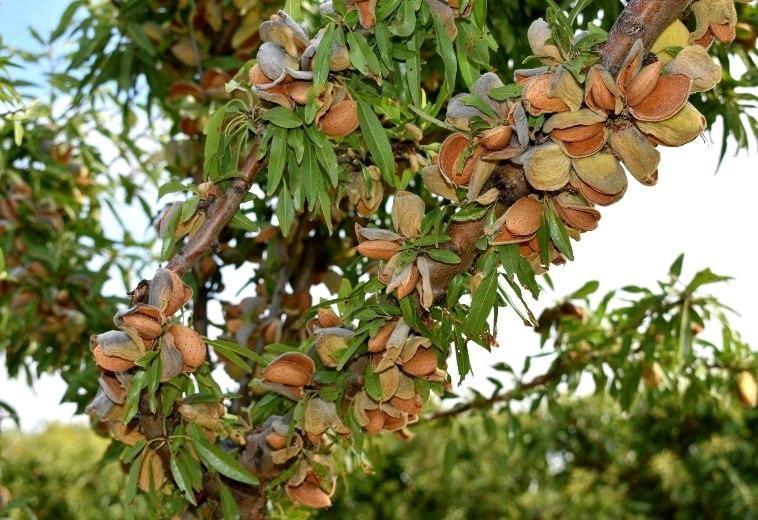 فروش-انواع-نهال-های-درجه-یک-و-تضمینی