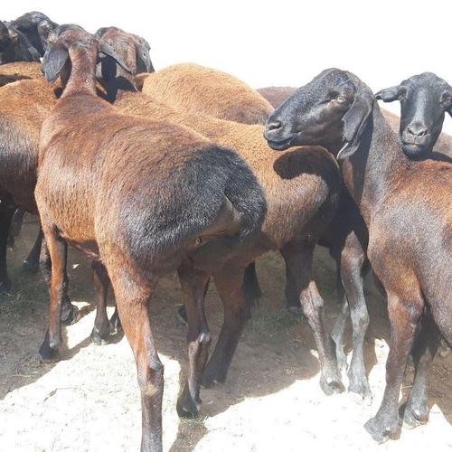 Goats and sheep for sale