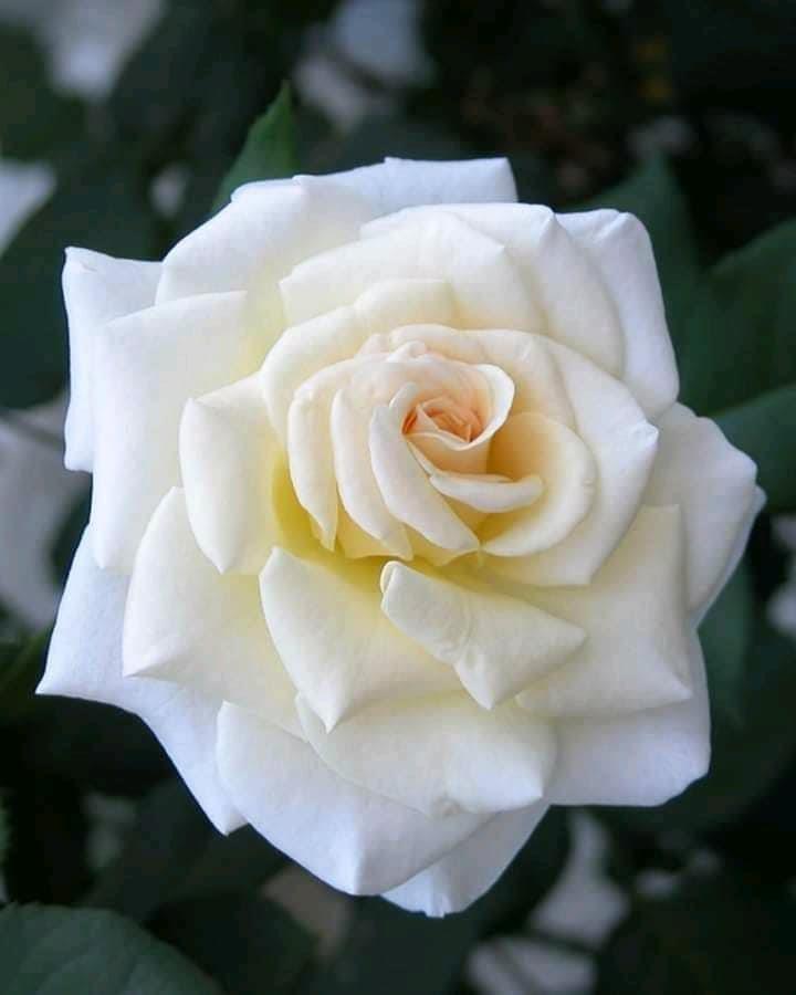 نوی-گل-گلاب-نوی-رنگونه-تازه-پرگل-سوی-دی