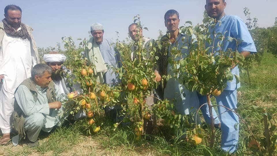 نهال-هاى-تجارتى-ناک