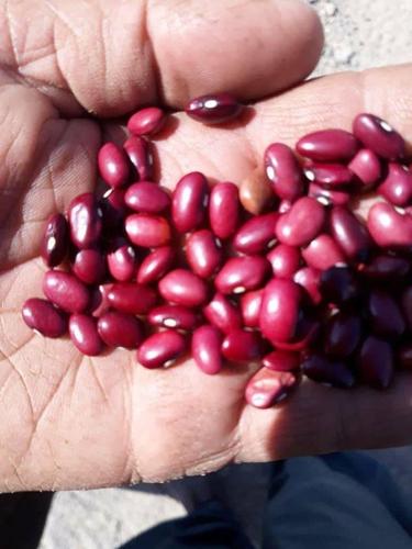 لوبیا اعلی وطنی