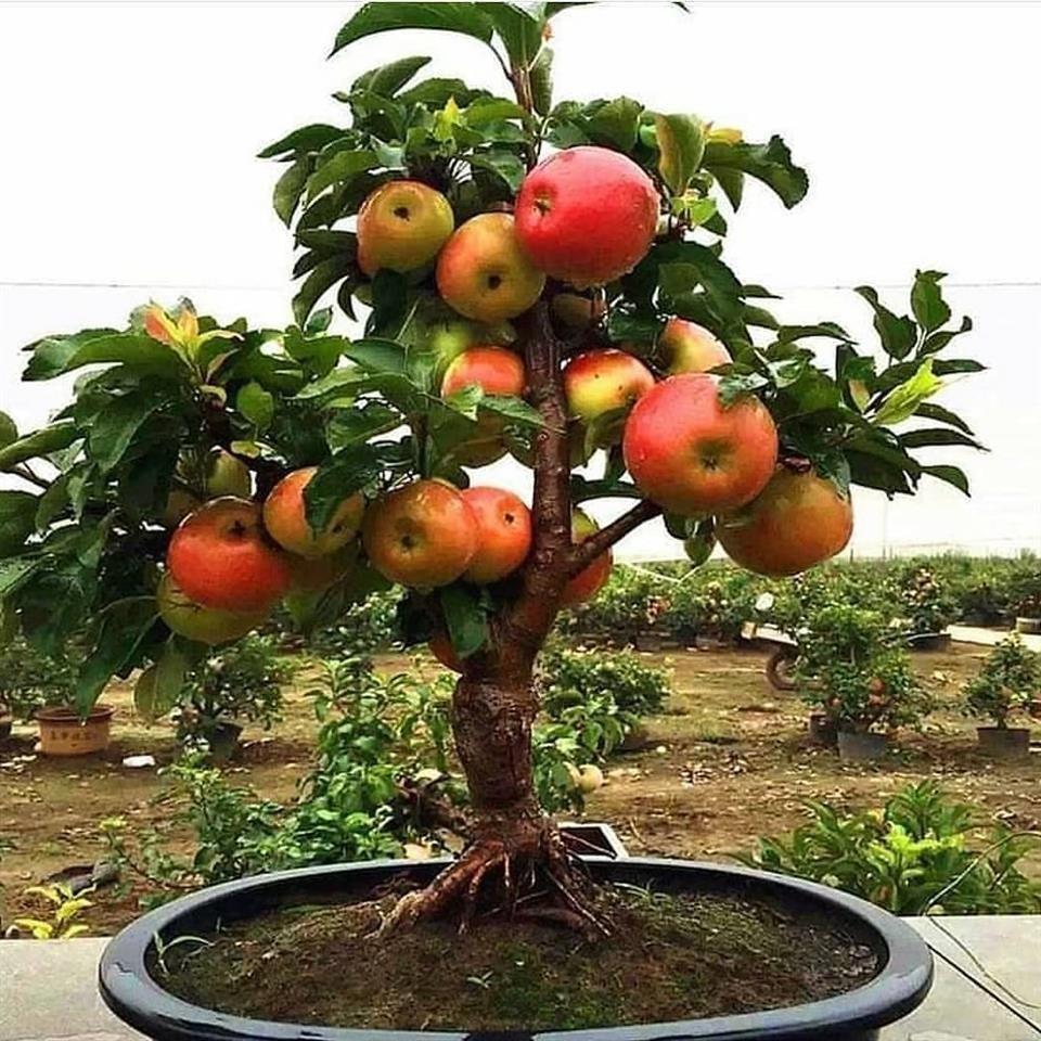 عرضه-انوان-گل-و-گیاه-زینتی
