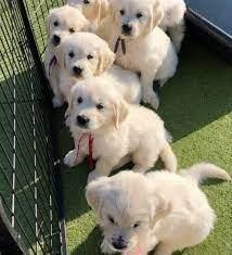 Golden retriever