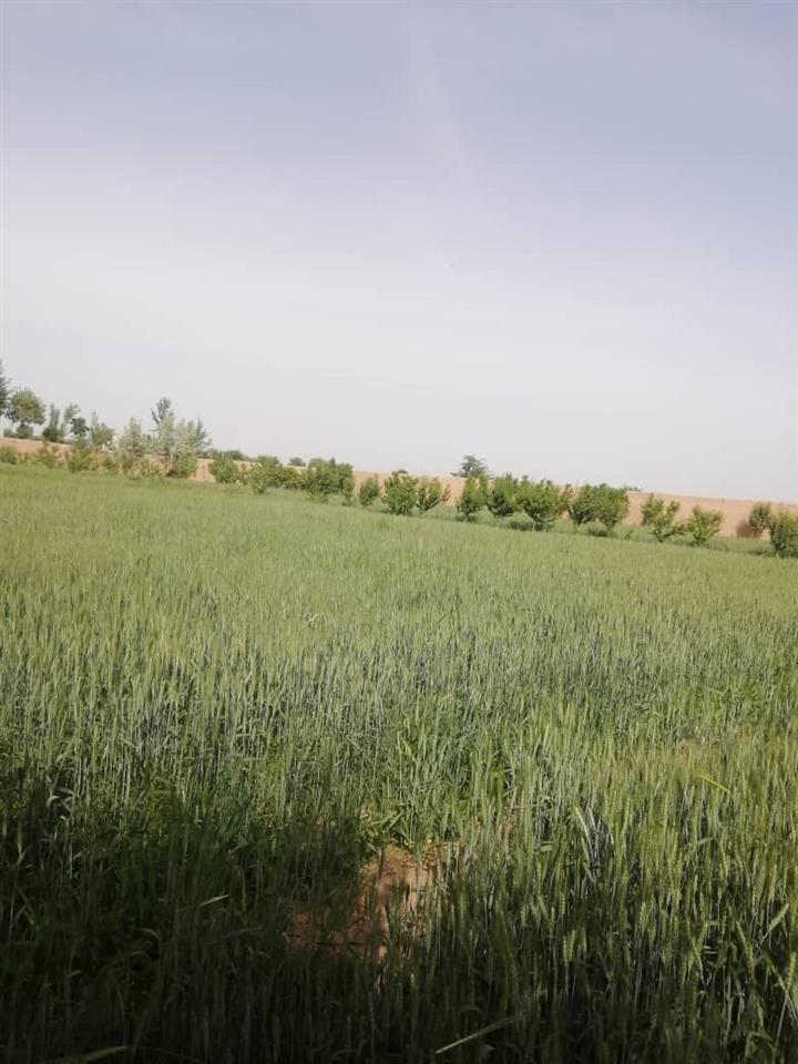باغ-و-متصل-به-آن-زمین-زراعتی-فروشی