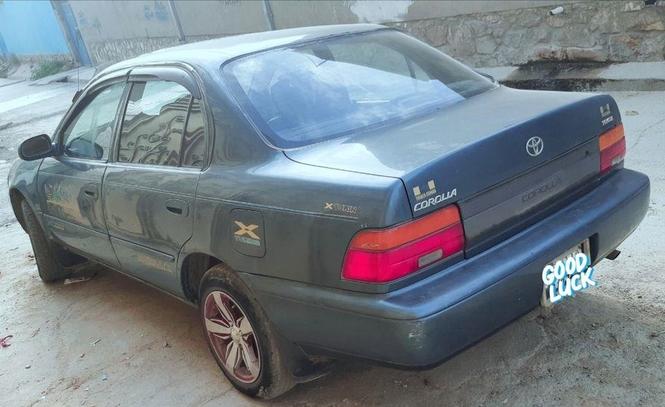 کورلا کانادایی برای فروش و مالچه با سراچه و یا فل