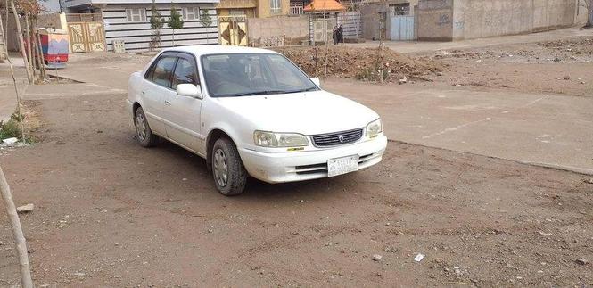 فروش شیپ خوستی 0729174076