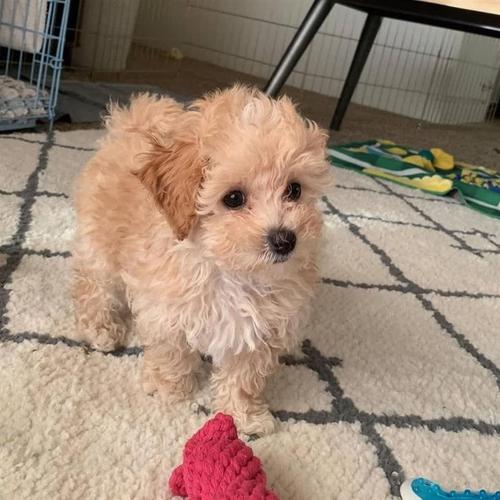 Lovable Maltese Puppies