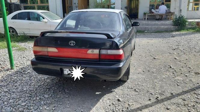 جنس کرولا کانډایی