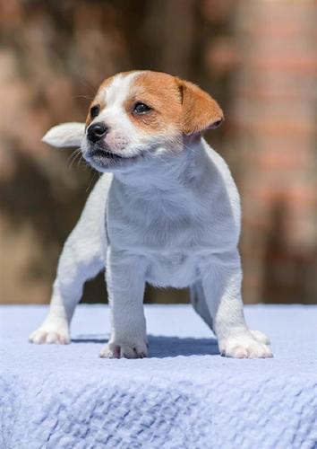  د پلور لپاره د پاک جیک Russell Puppies شتون لري