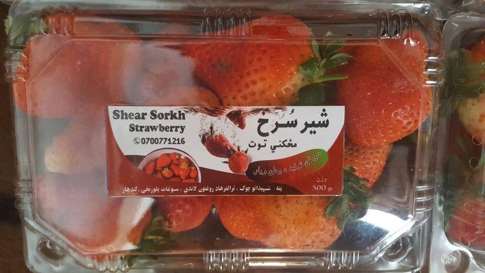 شېر-سرخ-مځکني-توت--