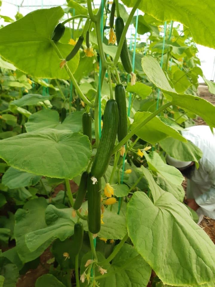 خیار-گوجه-گلخانه-ای