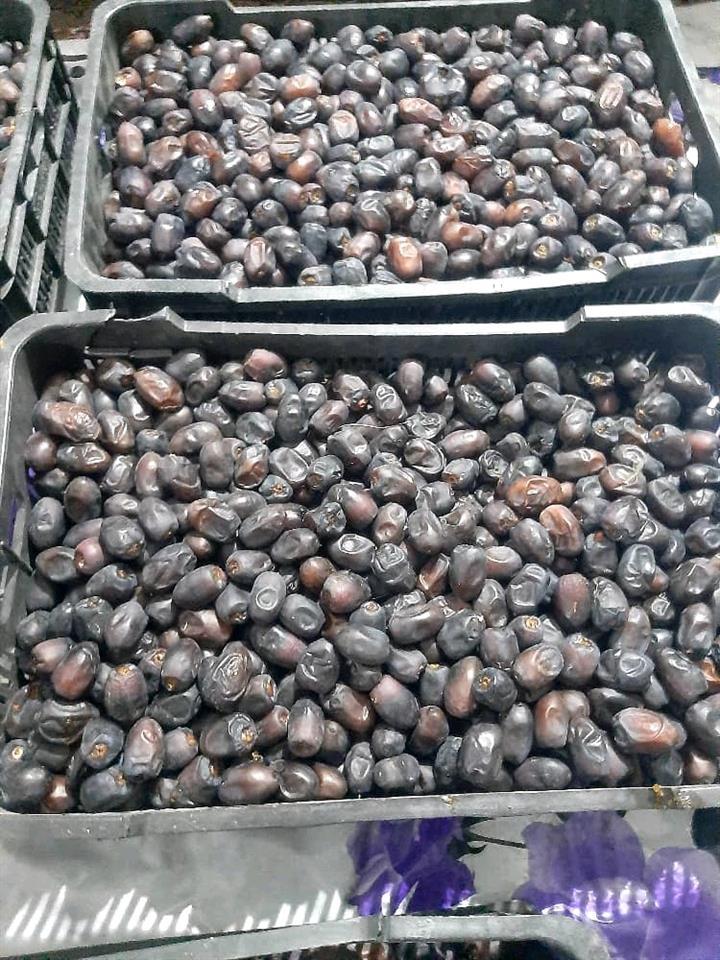 خرما-مضافتی-کلوته-ربی
