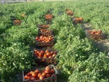 حاشیه-اتوبان-سنتو-مشهد-شمال-تهران-7-هکتار-زمین-کشاورزی-ششدنگ