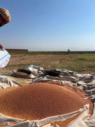 توگی (  ارزن سرخ )