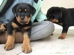 د پلور لپاره Rottweiler Puppies