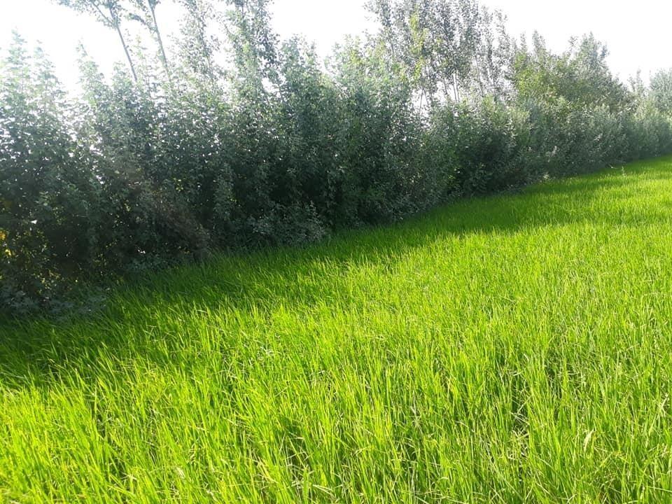 فروش-زمین-زراعتی