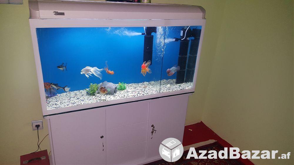 aquarium--ماهی-خانه