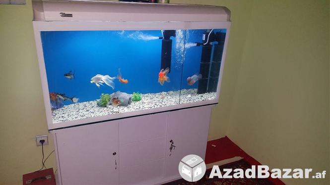 aquarium/ ماهی خانه