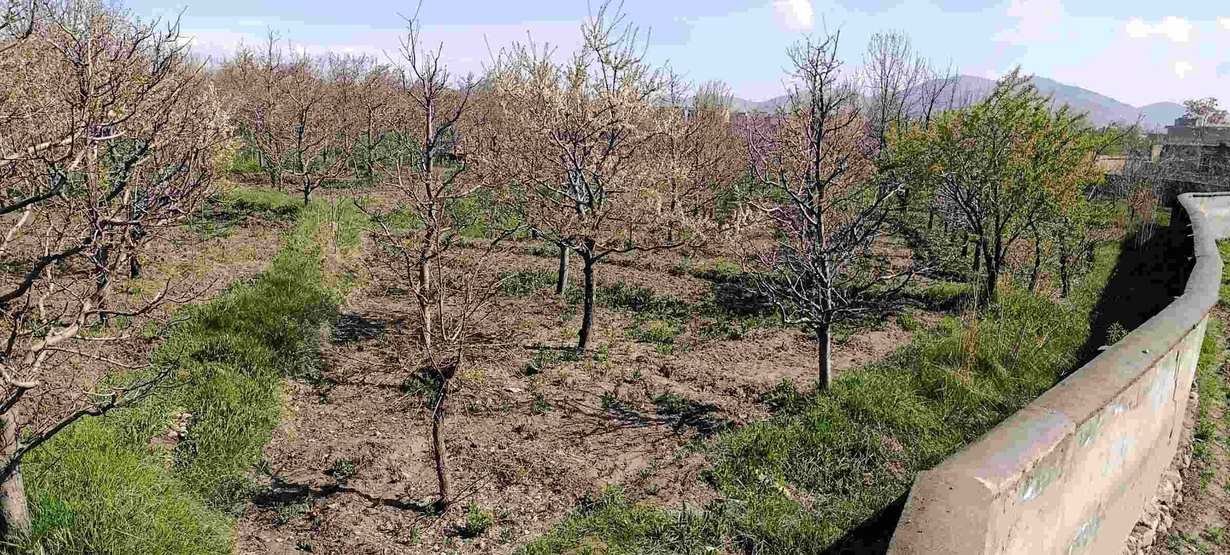 باغ-فروشی-کاملا-رسیده