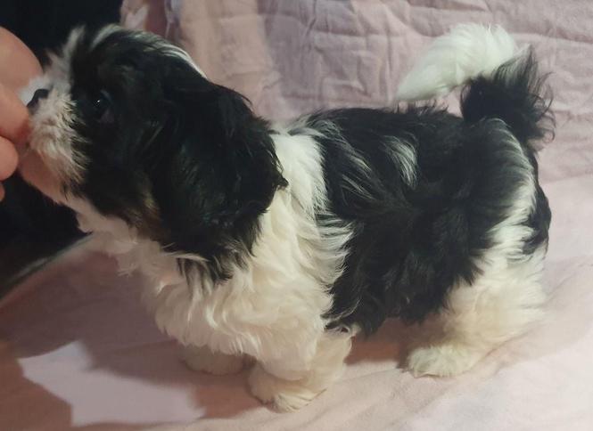 Fanji Shih Tzu