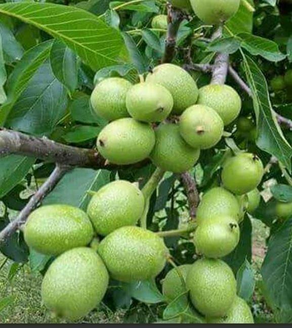 فروش-انواع-نهال-های-درجه-یک-و-تضمینی