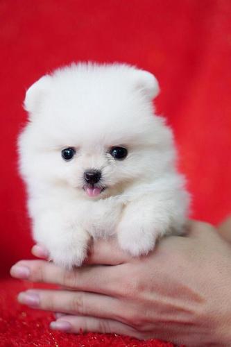 Pure White Pomeranian Bear Teacup Puppies Pure