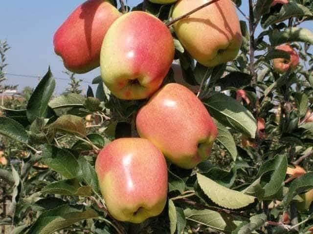 نهال-هاى-تجارتى-سيب